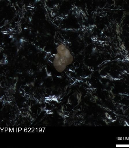 undet. Foraminiferida