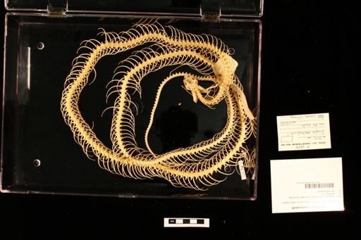 Orthriophis moellendorffi
