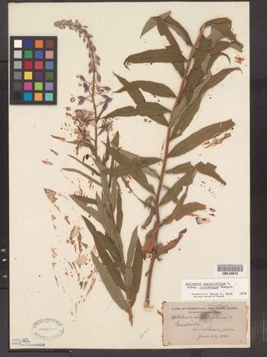 Epilobium angustifolium cricumvagum