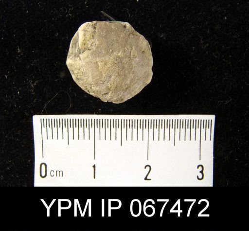 Stropheodonta equistriata