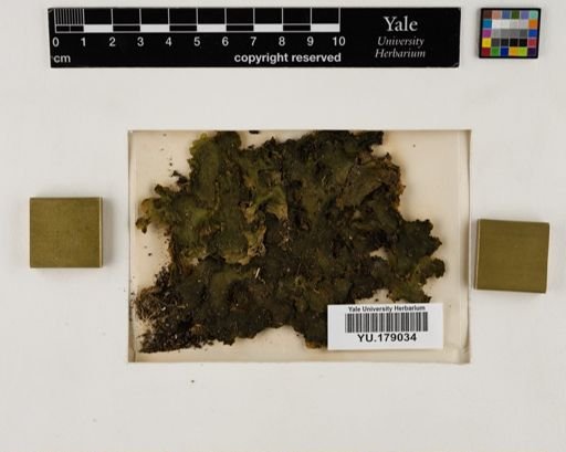 Plantae