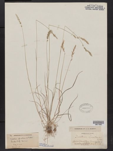 Trisetum spicatum