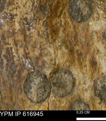 Teredo sp.