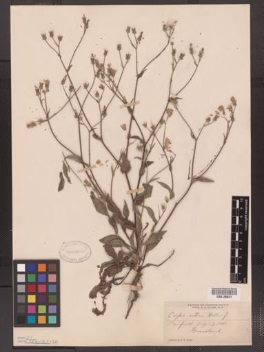 Crepis setosa