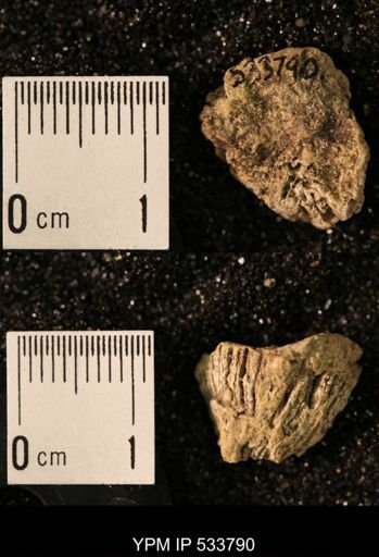 Ellipsosmilia inauris