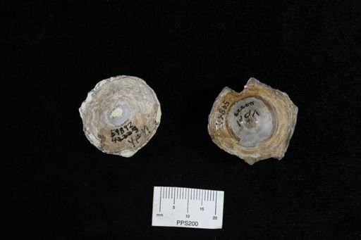 undet. Chondrichthyes
