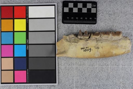 Hyracodon sp.