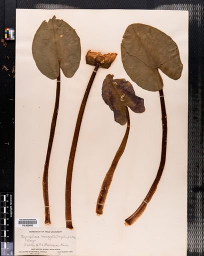 Nuphar