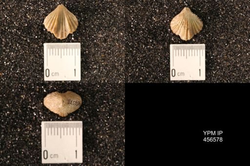 Rhynchonella dentata