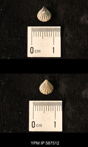 Camarotoechia whitei