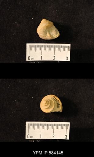 Worthenia tabulata