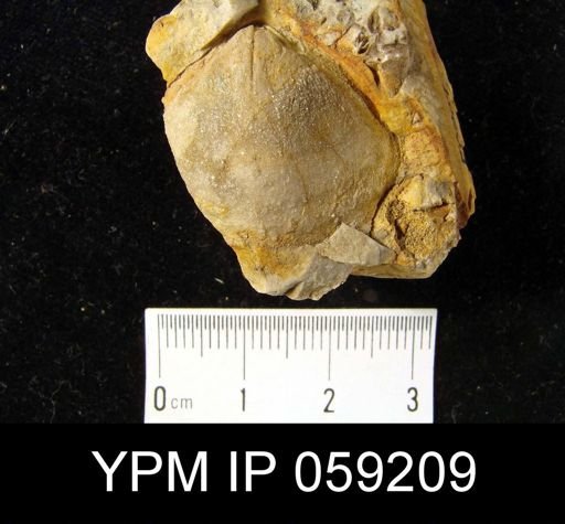 Meristella lata