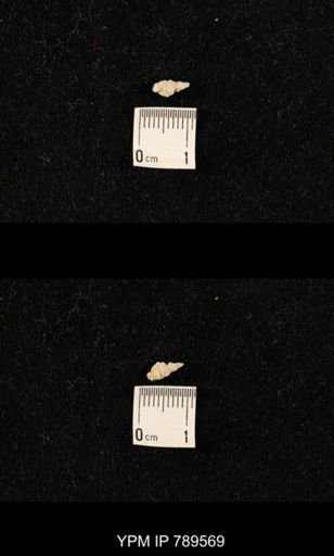 undet. Bryozoa