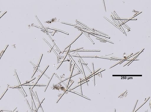 Iophon nigricans