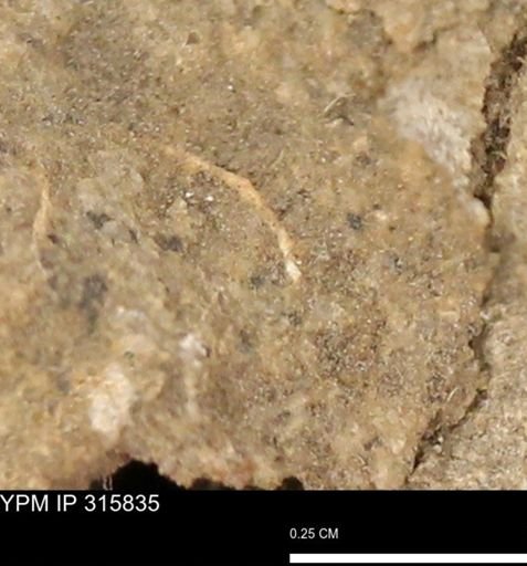 undet. Mollusca