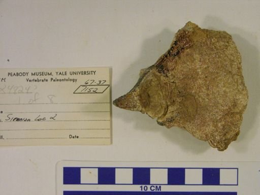 Moeritherium lyonsi