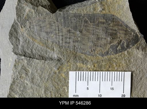 undet. Phyllocarida