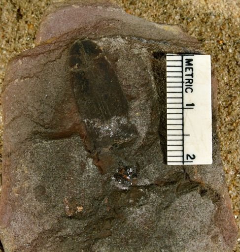 Lepidophyllum