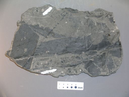 Annularia sp.