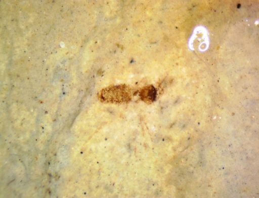 undet. Hexapoda