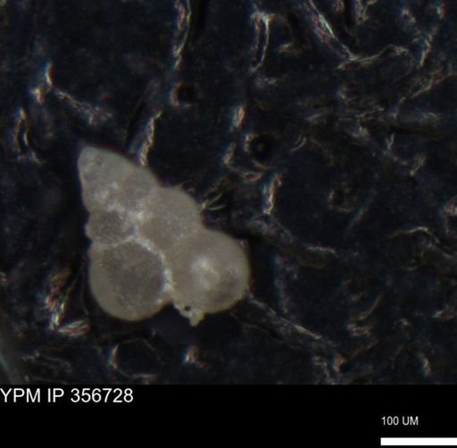 undet. Foraminiferida