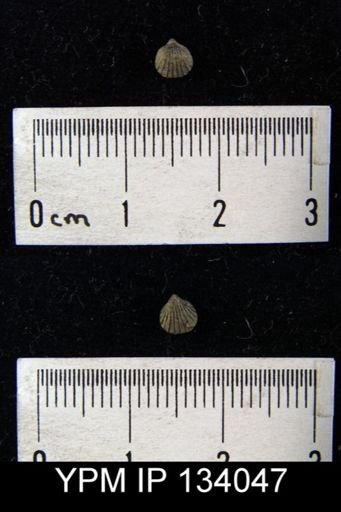 Camarotoechia prolifica