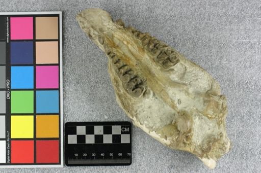 Elomeryx sp.