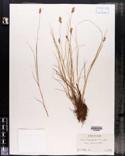 Carex crawfordii