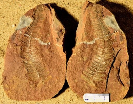 Pecopteris