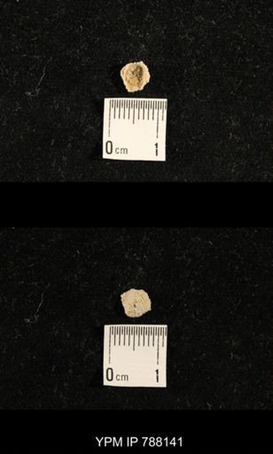 undet. Brachiopoda