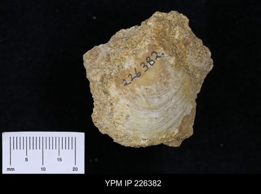 Terebratula grandis