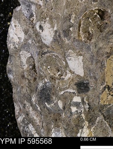 Protocardia sp.