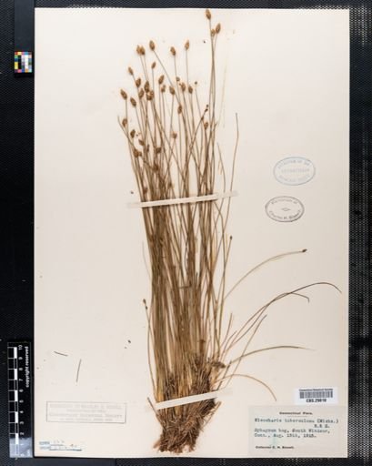Eleocharis tuberculosa