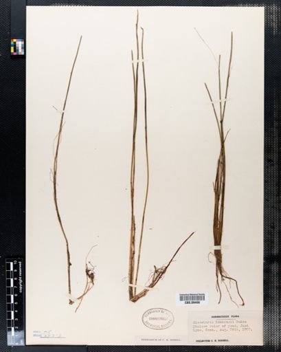 Eleocharis robbinsii