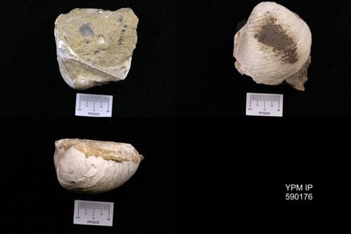 Cucullaea sp.