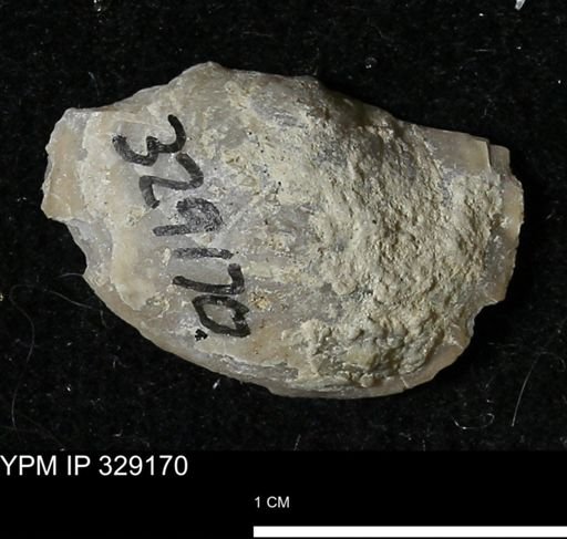 Pholidostrophia iowaensis