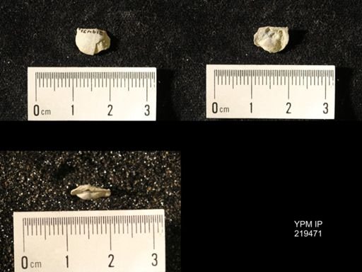 Chonetes granulifer