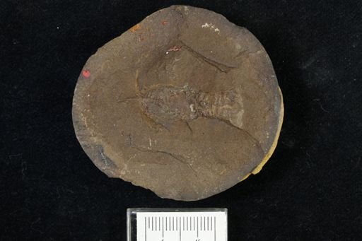 Pygocephalus gracilis