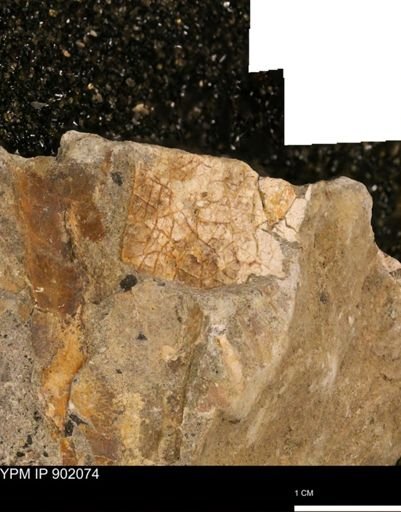 undet. Inoceramidae