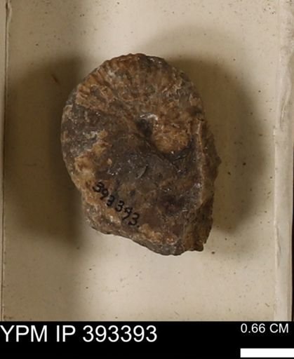 Scaphites sp.