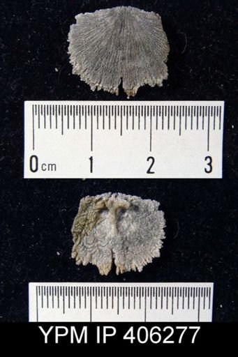 undet. Brachiopoda