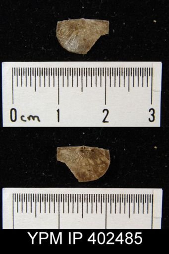 Finkelnburgia sp.