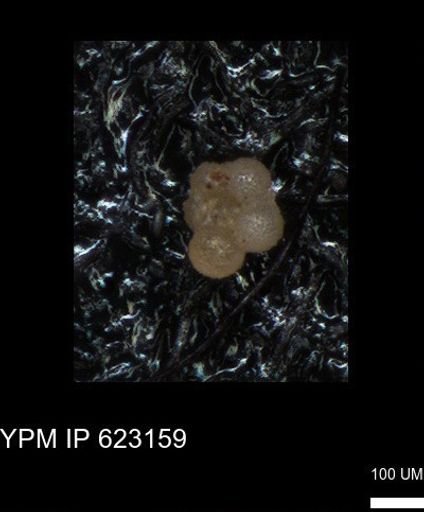 undet. Globorotaliidae