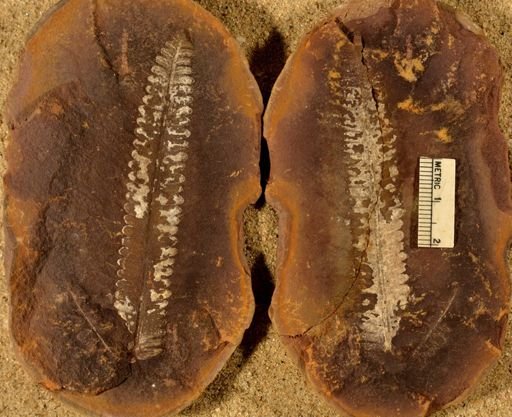 Pecopteris