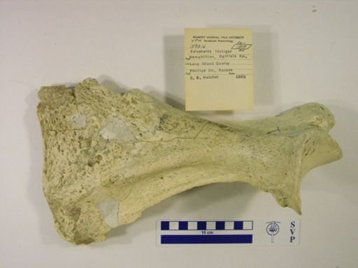 Teleoceras fossiger
