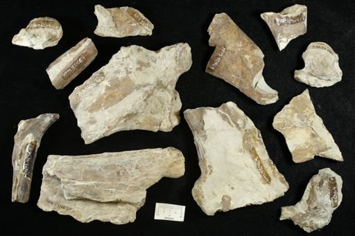 undet. Ichthyodectidae