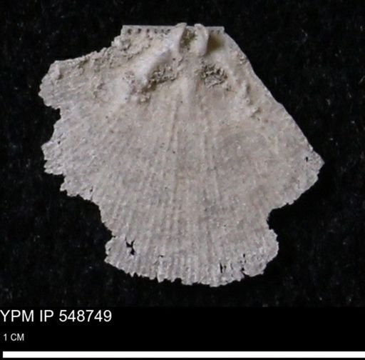 Stropheodonta perplana