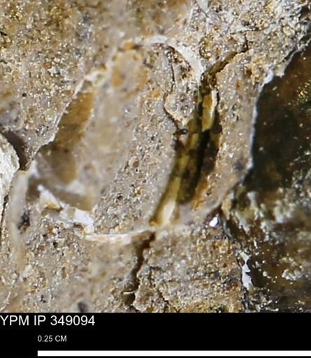 undet. Mollusca
