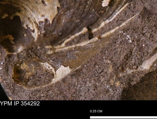 undet. Bivalvia