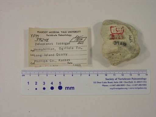 Teleoceras fossiger